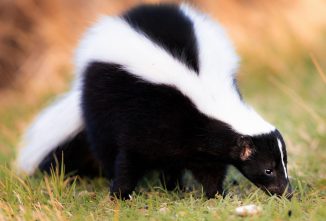 What are Skunks Good For on the Homestead?